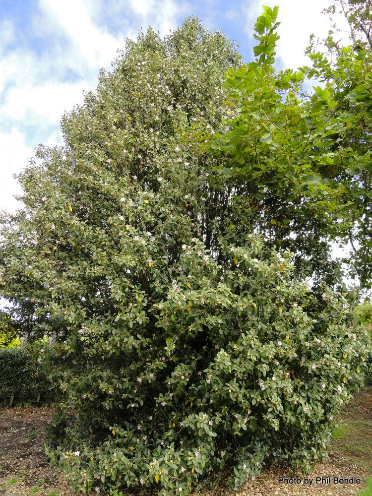 Lagunaria TERRAIN Taranaki Educational Resource Research Analysis