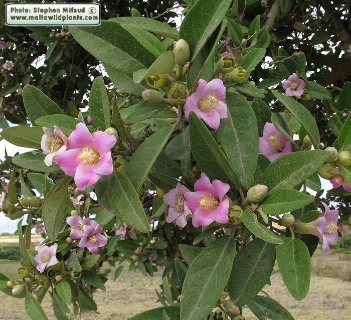 Lagunaria Wild Plants of Malta amp Gozo Plant Lagunaria patersonii Primrose