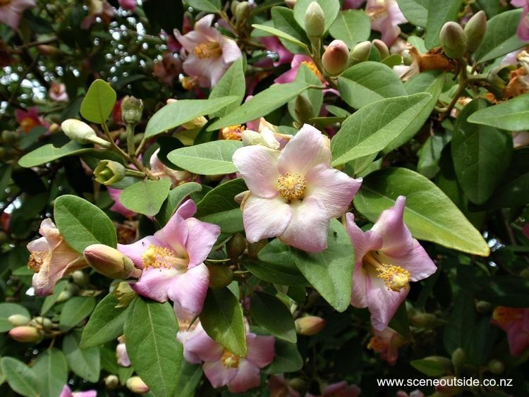 Lagunaria About Garden Design Lagunaria patersonii