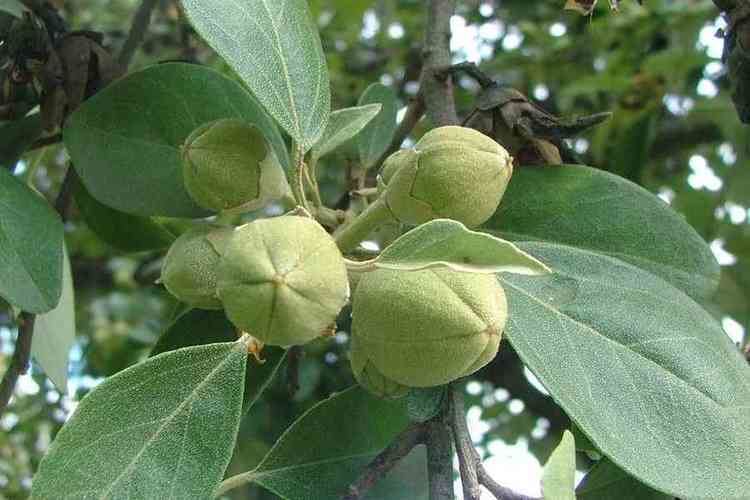 Lagunaria Lagunaria patersonia