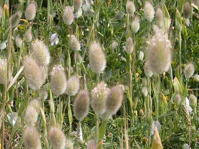 Lagurus ovatus Lagurus ovatus Hare39s Tail Grass