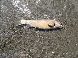 Lahontan cutthroat trout Lahontan cutthroat trout Wikipedia