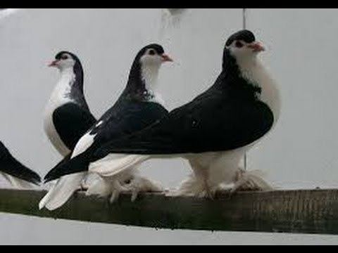 Lahore pigeon Lahore Pigeon Fancy Pigeon YouTube