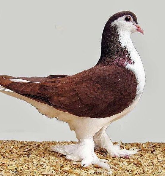 Lahore pigeon How to Lahore Pigeon Keep as Pets About Pet Life