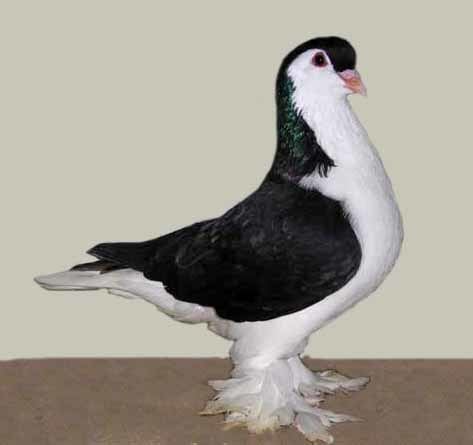 Lahore pigeon Lahore pigeon Wikipedia