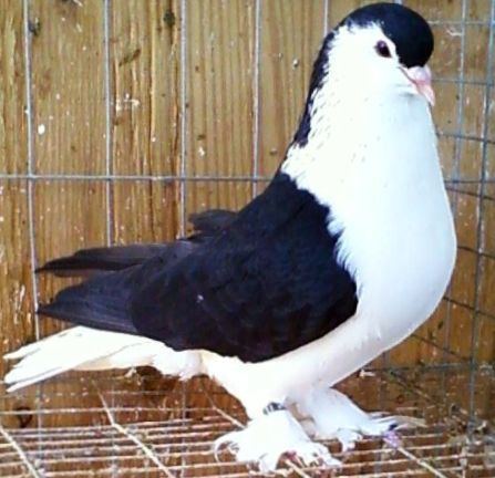 Lahore pigeon Pigeons