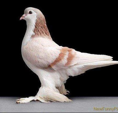 Lahore pigeon Pigeon breeds Lahore pigeon Birds Pinterest Pigeon and