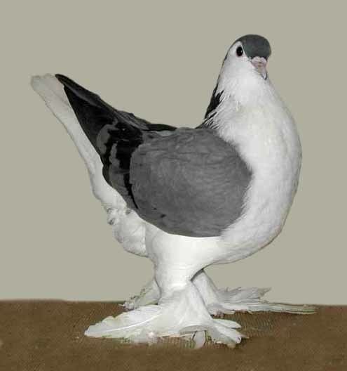 Lahore pigeon Lahore pigeon Wikiwand