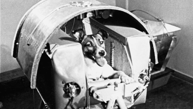 Laika November 3 1957 Laika the space dog becomes first living creature