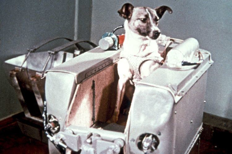 Laika Laika the first animal in space Space lessons DK Find Out