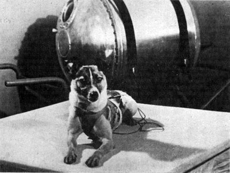 Laika Laika The First Earthling in Space