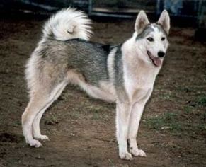 Laika (dog breed) West Siberian Laika Breed Information and Pictures on PuppyFindercom