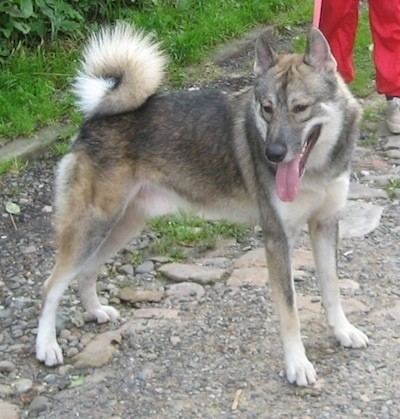 Laika (dog breed) West Siberian Laika Dog Breed Information and Pictures
