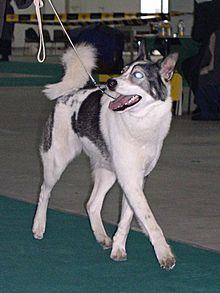 Laika (dog breed) httpsuploadwikimediaorgwikipediacommonsthu