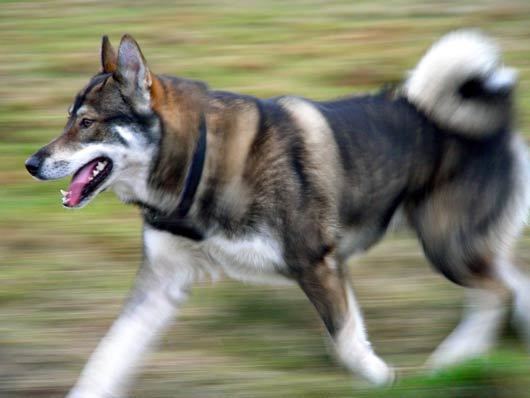 Laika (dog breed) West siberische laika