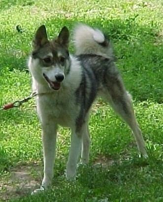 Laika (dog breed) West Siberian Laika Dog Breed Information and Pictures