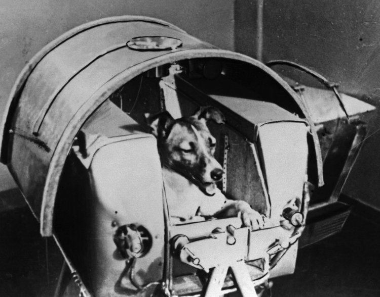 Laika Laika the Cosmonaut Dog USSR sends first living creature into orbit