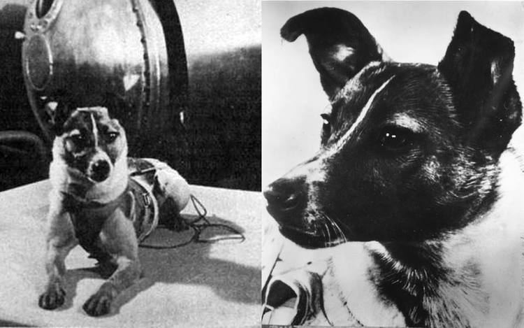 Laika LAIKA the dog a sacrifice to science on a oneway mission to