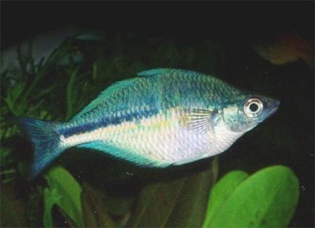 Lake Kutubu rainbowfish Lake Kutubu Rainbowfish Turquoise Rainbow Profile with care