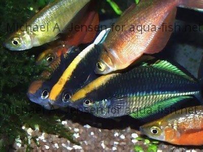 Lake Kutubu rainbowfish How to care for Lake kutubu rainbowfish Melanotaenia lacustris