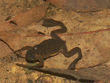 Lake Oku clawed frog httpsuploadwikimediaorgwikipediacommonsthu