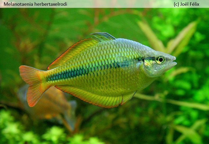 Lake Tebera rainbowfish Lake Tebera Rainbowfish Melanotaenia herbertaxelrodi fish tank