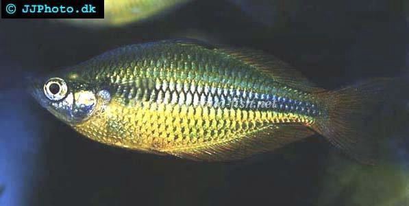 Lake Tebera rainbowfish Lake tebera rainbowfish Melanotaenia herbertaxelrodi