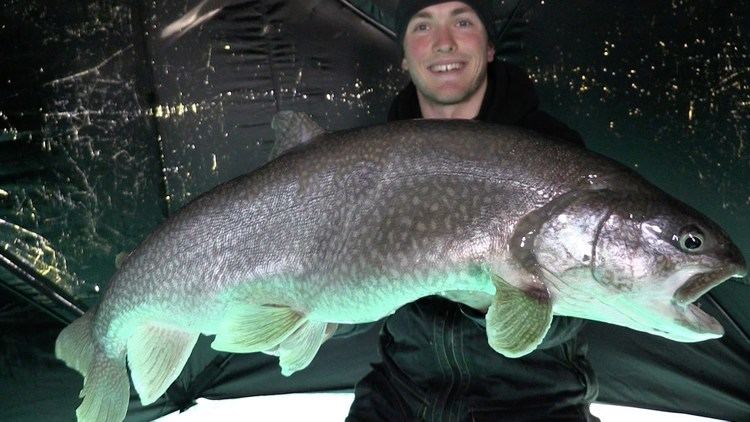 Lake trout Ice Fishing Monster Lake Trout YouTube
