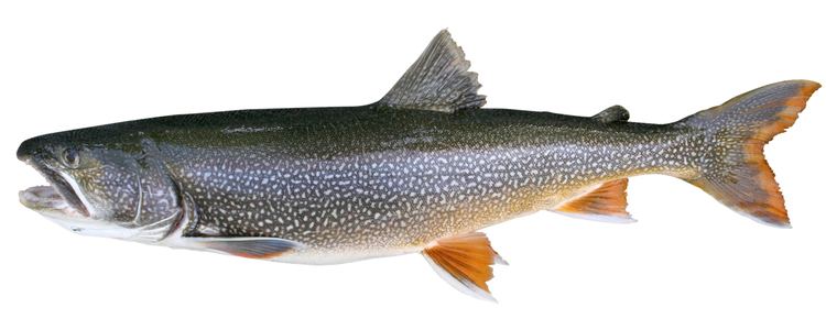 Lake trout Go lake trout Native fish overcome seemingly 39insurmountable
