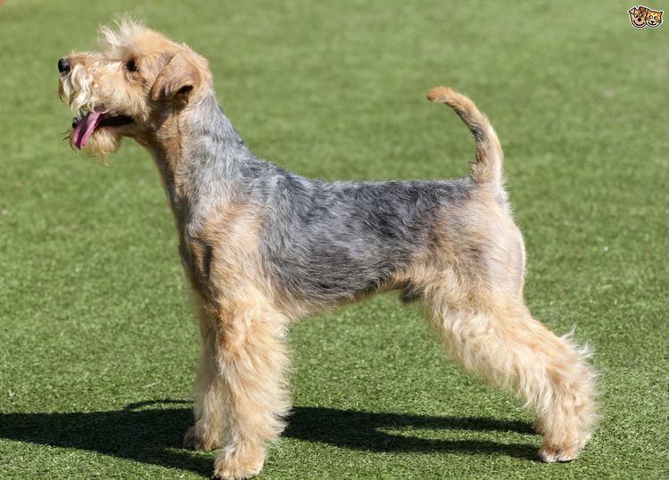 Lakeland Terrier Lakeland Terrier Dog Breed Information Facts Photos Care Pets4Homes