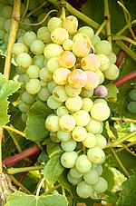 Lakemont (grape) wwwhoneyflowfarmcomimagesvineyardgrapepages1