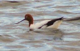 Lakes Muncoonie, Mumbleberry and Torquinie Important Bird Area