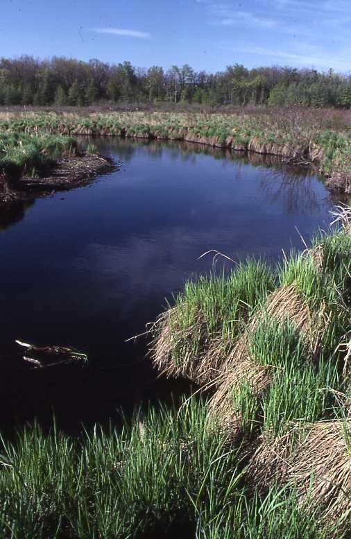 Lakeville Swamp