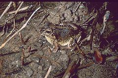 Laliostoma labrosum httpsuploadwikimediaorgwikipediacommonsthu