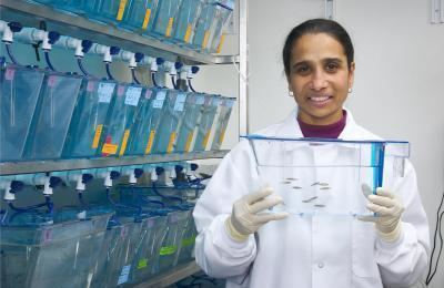 Lalita Ramakrishnan Zebrafish used to study tuberculosis UW Today
