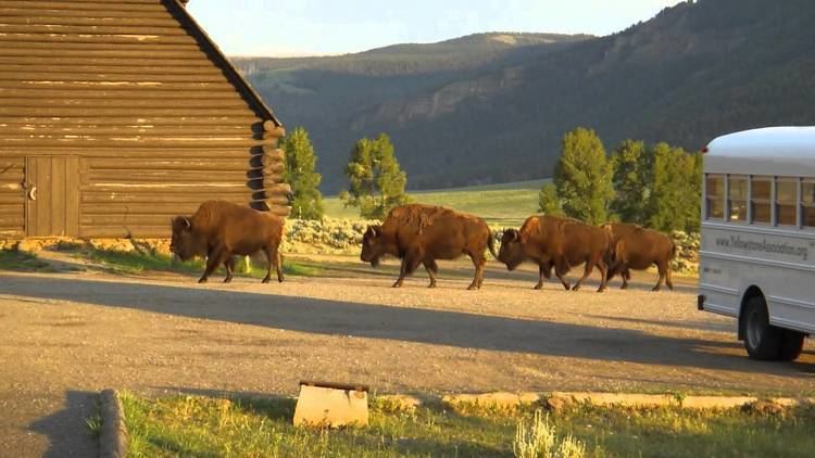 Lamar Buffalo Ranch Buffalo Herd at Lamar Buffalo Ranch Yellowstone National Park YouTube
