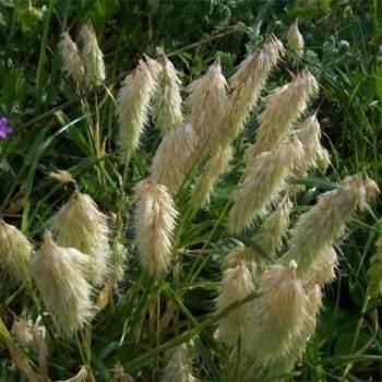 Lamarckia Lamarckia Aurea Seeds Goldentop Ornamental Grass Seed