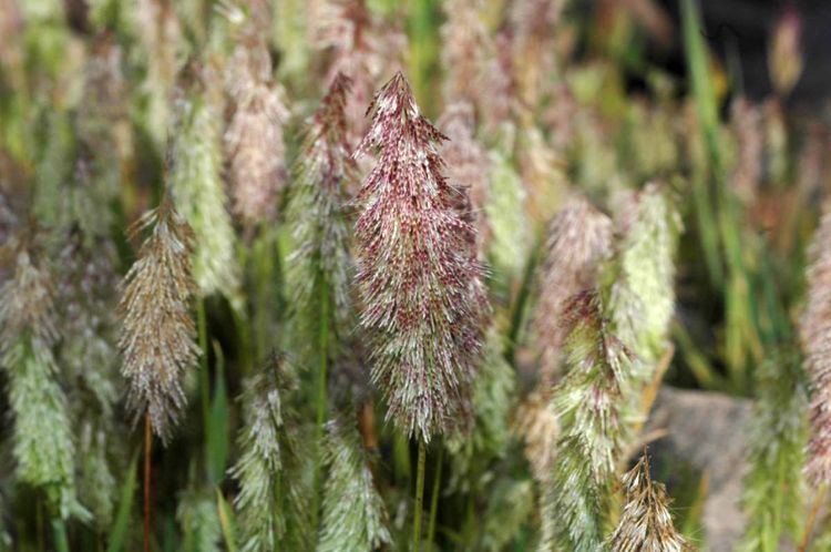 Lamarckia Lamarckia aurea Poaceae image 14323 at Gymnospermsorg