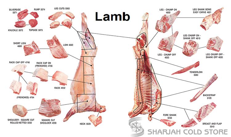 lamb-and-mutton-detailed-information-photos-videos