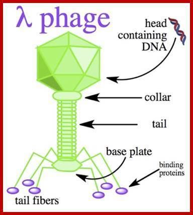Lambda phage ProkaryoticDNAReplication14LambdaDNAReplication