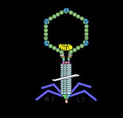 Lambda phage httpsuploadwikimediaorgwikipediacommonsthu