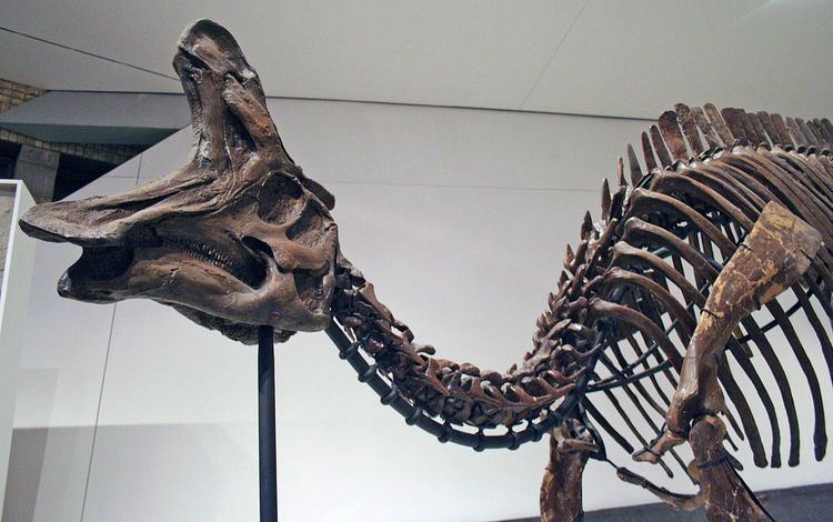 Lambeosaurini