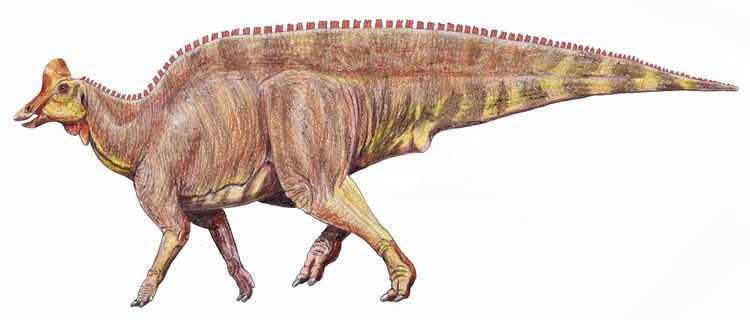 Lambeosaurus FileLambeosaurus laticaud1DBjpg Wikimedia Commons