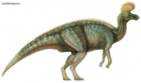 Lambeosaurus Lambeosaurus Beak Dinosaur