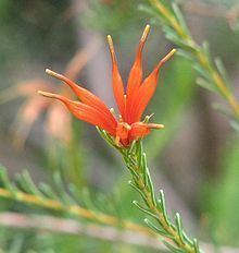 Lambertia ericifolia httpsuploadwikimediaorgwikipediacommonsthu