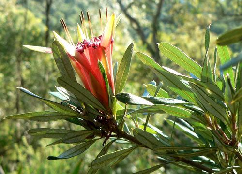 Lambertia formosa Lambertia formosa Honey flower Mountain devil