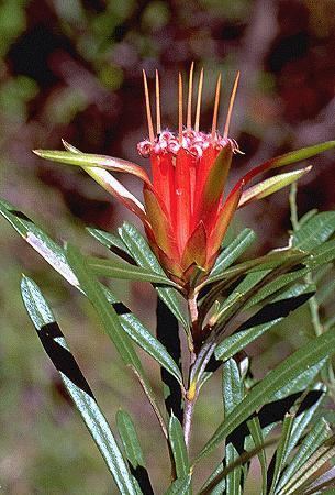 Lambertia formosa anpsaorgaujpg980112jpg