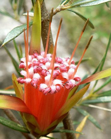 Lambertia formosa Lambertia formosa Honey flower Mountain devil