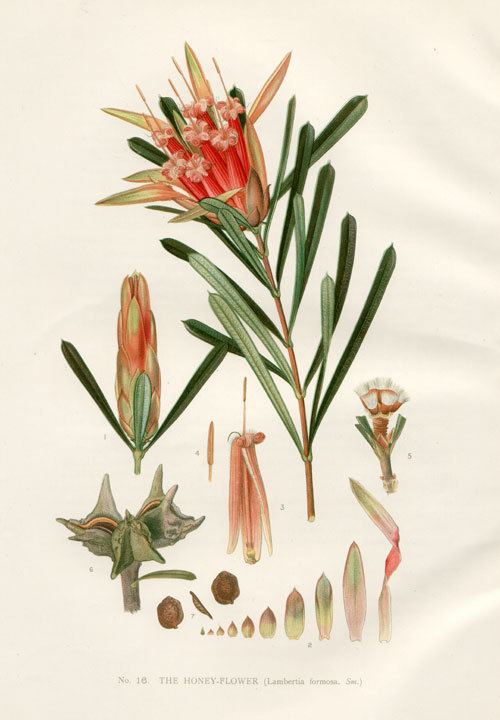 Lambertia formosa Lambertia formosa