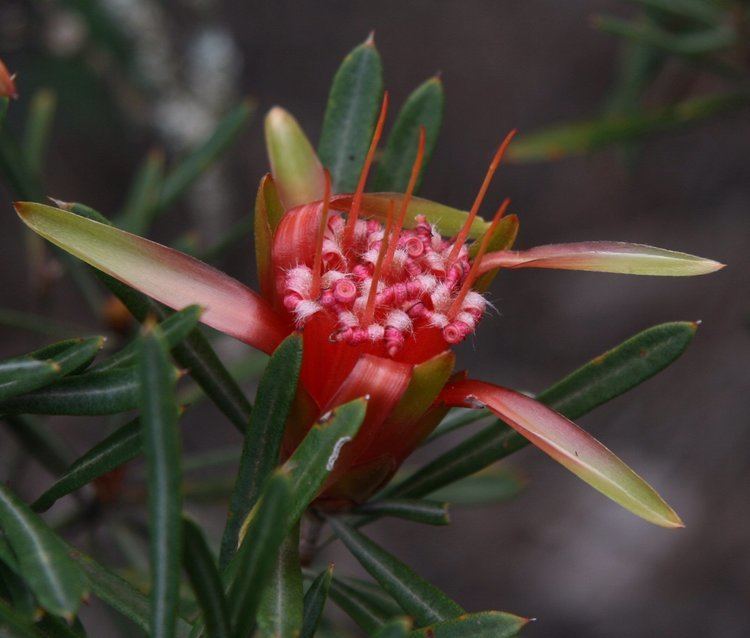 Lambertia formosa Lambertia Wikipedia